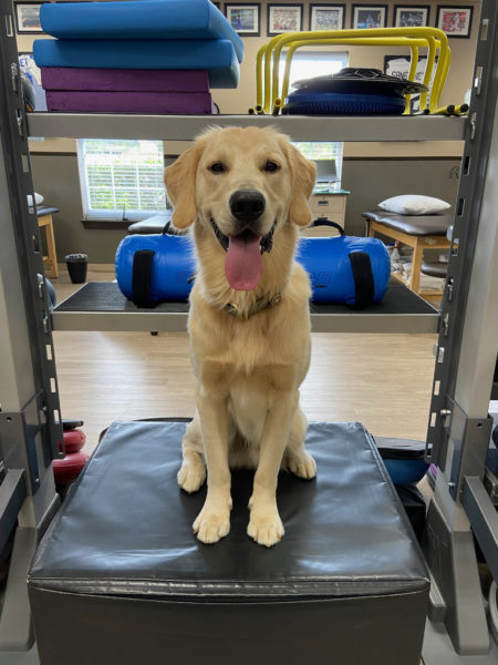 charlie-the-therapy-dog